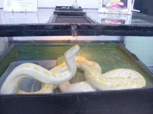 Expoziţie de reptile vii la Complexul Muzeal de Ştiinţe ale Naturii